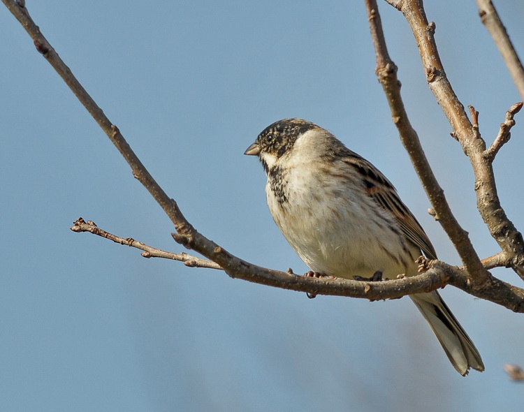 Migliarino di palude - Reed Bunting - Emberiza schoeniclus